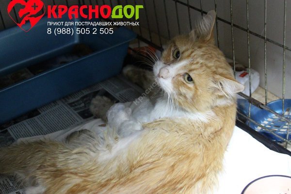 Кракен как зайти через тор браузер