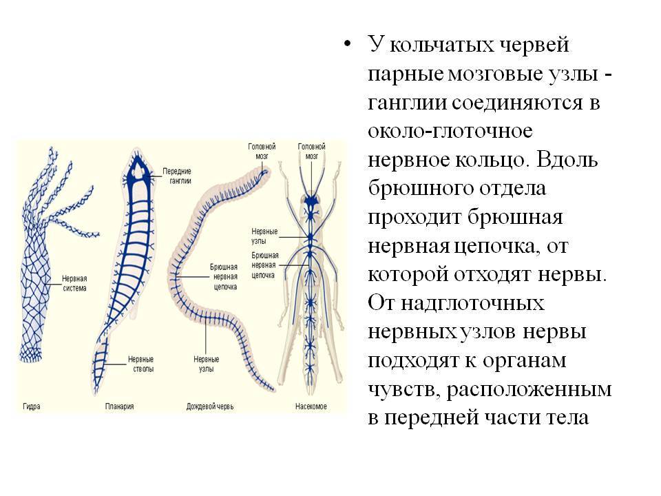 Кракен картель